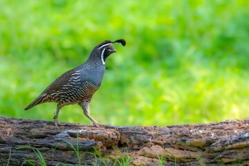 pheasant on the ground