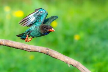 bird on a tree branch