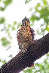 bird on a branch