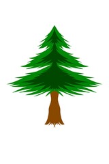 pine tree illustration