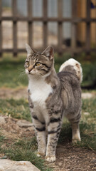 Naklejka premium Alert tabby cat looking up in a grassy yard. Animal photography with a cat in a outdoor setting.