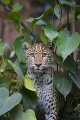 Leopard hiding in a dense tropical rainforest with lush green vegetation. Wildlife photography in a tropical forest setting.