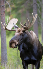 Wildlife portrait of a moose in the woods. Forest wildlife photography wallpaper in a natural untamed wild habitat.