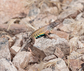 fence lizard on a stone