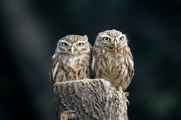 great horned owl in winter