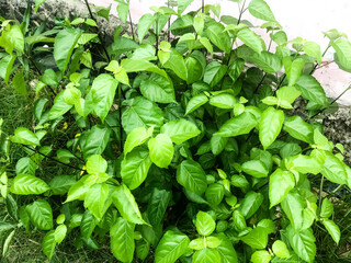 A single green plant emerges in a pot within a greenhouse under warm streaming sunlight, symbolizing new beginnings, hope, growth, and nurturing natural life.