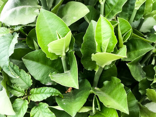 A single green plant emerges in a pot within a greenhouse under warm streaming sunlight, symbolizing new beginnings, hope, growth, and nurturing natural life.