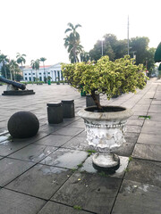 Herb wall, plant wall, natural green wallpaper and background. nature wall. Nature background of green forest