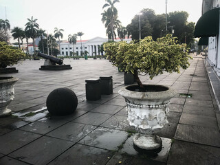 Herb wall, plant wall, natural green wallpaper and background. nature wall. Nature background of green forest