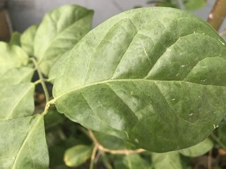 A single green plant emerges in a pot within a greenhouse under warm streaming sunlight, symbolizing new beginnings, hope, growth, and nurturing natural life.