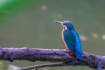kingfisher on branch