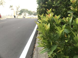 Herb wall, plant wall, natural green wallpaper and background. nature wall. Nature background of green forest