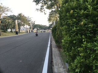 Herb wall, plant wall, natural green wallpaper and background. nature wall. Nature background of green forest