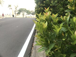 Herb wall, plant wall, natural green wallpaper and background. nature wall. Nature background of green forest