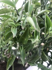 A single green plant emerges in a pot within a greenhouse under warm streaming sunlight, symbolizing new beginnings, hope, growth, and nurturing natural life.