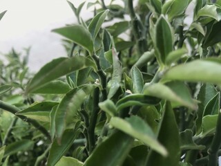 A single green plant emerges in a pot within a greenhouse under warm streaming sunlight, symbolizing new beginnings, hope, growth, and nurturing natural life.