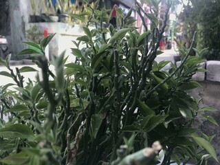 A single green plant emerges in a pot within a greenhouse under warm streaming sunlight, symbolizing new beginnings, hope, growth, and nurturing natural life.