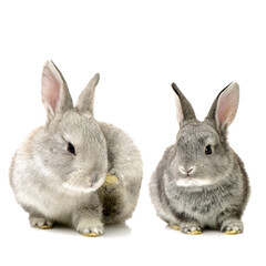grey rabbit on a white background