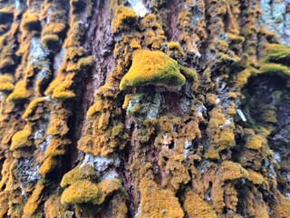 fungus on tree