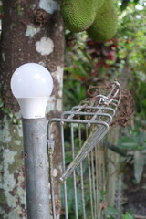 bulbs and durian in the garden, Indonesia.
