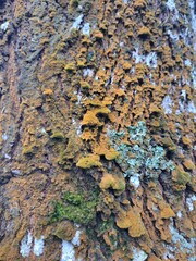 lichen on tree bark