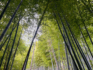 japanese bamboo