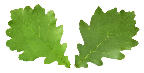 Oak leaves isolated against a white background (Quercus robur)