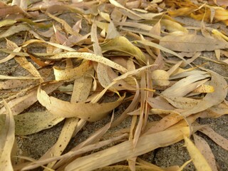 dry leaves on cement floor