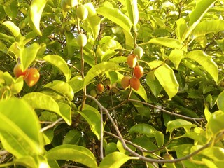 leaves and trees in the park