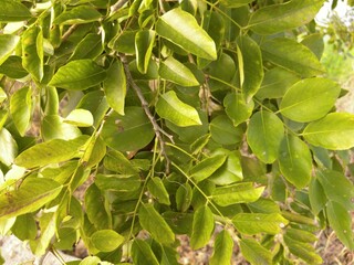 leaves and trees in the park