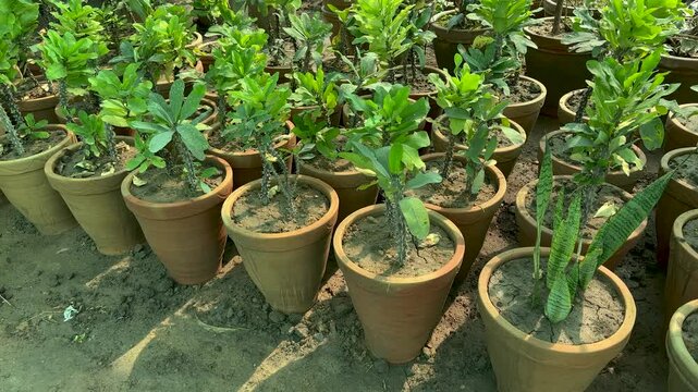 Euphorbia milii crown of throns plants in large pots in plant nursery