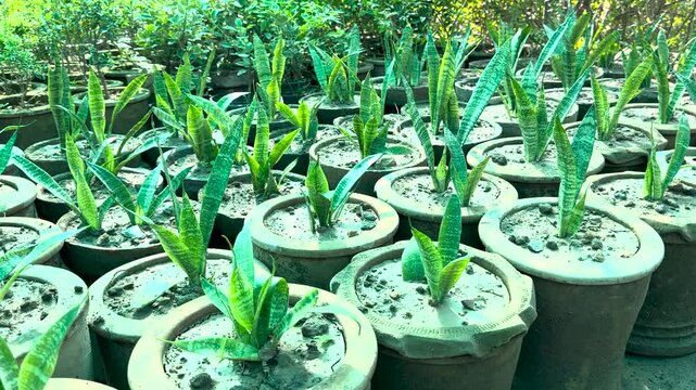 Sansevieria snake plants in pots in plant nursery