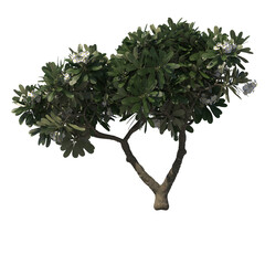Frangipagi, kamboja, plumeria, evergreen, small tree, bush, light for daylight, easy to use, 3d render, isolated