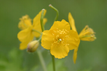 한국의 야생화, 들꽃