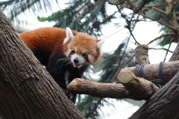 red panda © Jimmy