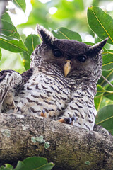 Spot bellied eagle owl shot on the forest of nilgiris hills in south india