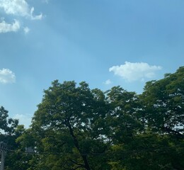 sky and tree, photo taken big trees spreading branches and clear blue sky with car on road in the city, Bangkok Thailand