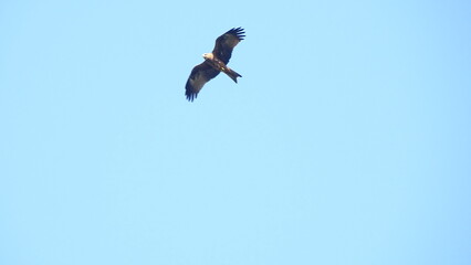 birds in the sky