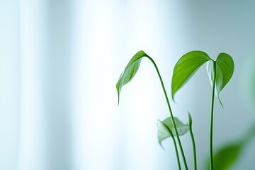Fototapeta premium Graceful Green Leaves Against A Soft Blue Background