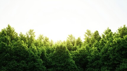 Obraz premium A lush green forest under bright sunlight, evoking a sense of tranquility and connection with nature.