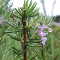 日本で秋にローズマリーが紫色の花を咲かせています
