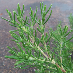 日本で秋にローズマリーが紫色の花を咲かせています