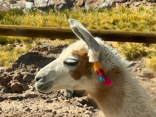 Llama in Atacama Chile  © Gpics 