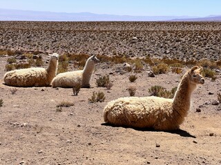 Llamas in Atacama Chile © Gpics 