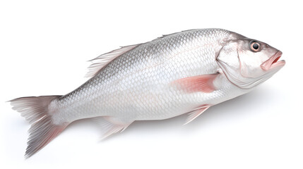 Obraz premium fish isolated on white