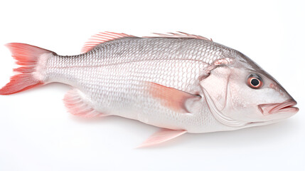 fish isolated on white