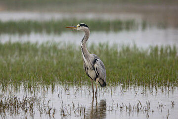 Obraz premium great blue heron ardea cinerea