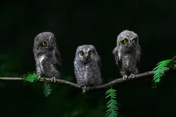 great horned owl in tree