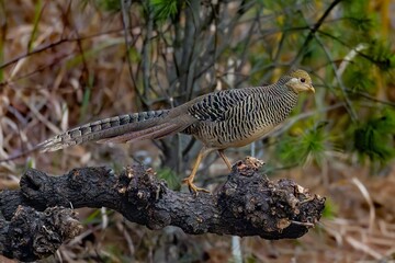 red billed hornbill in the wild