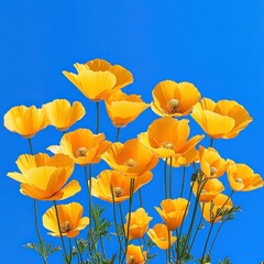 Spring Blooming Orange California Poppies - Panoramic Web Banner